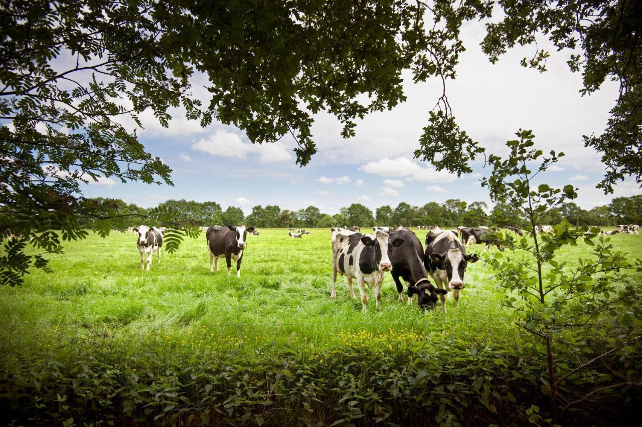 Countryside Eco Natuurhuisjes Ee Exteriör bild
