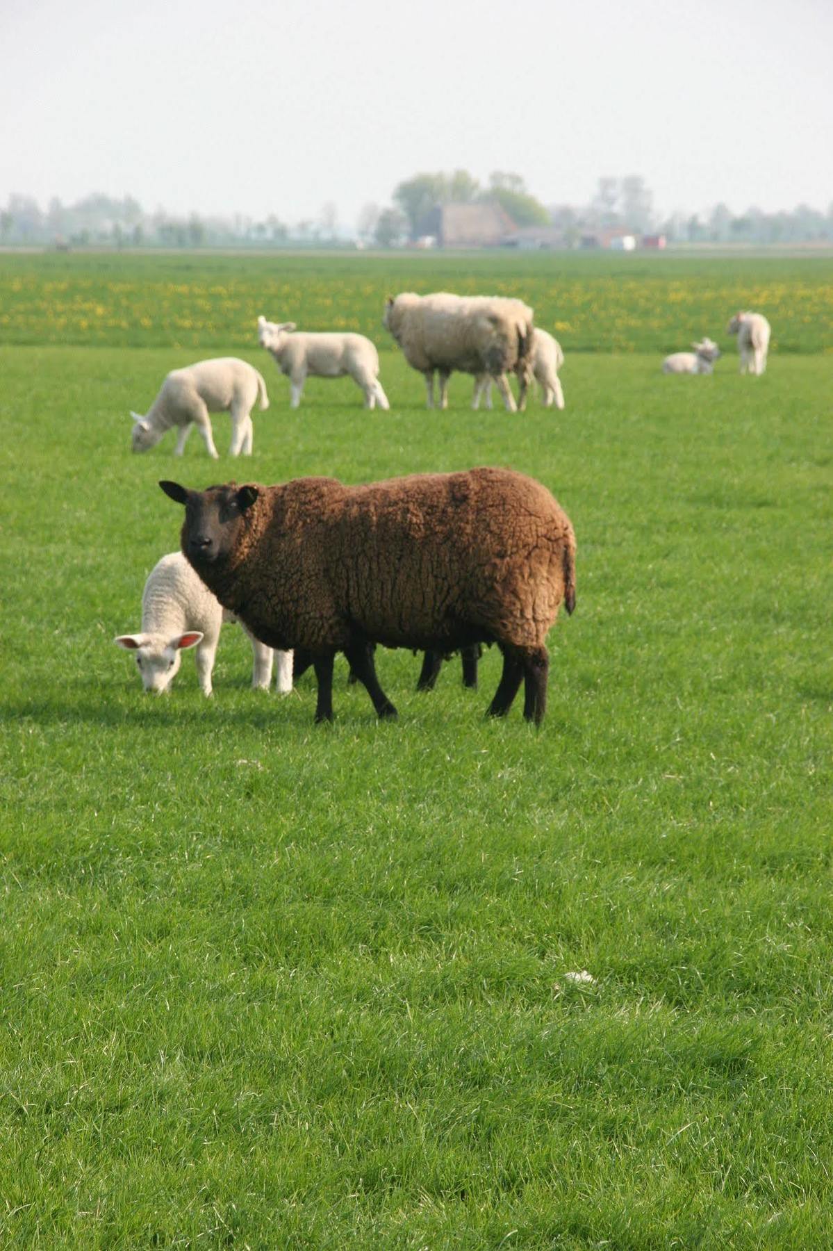 Countryside Eco Natuurhuisjes Ee Exteriör bild